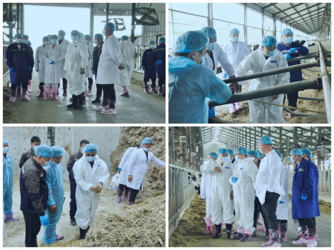 压球（中国）一站式服务平台丨国家奶牛产业技术体系首席科学家、中国农业大学教授李胜利一行莅临压球（中国）一站式服务平台鲁山瑞亚参观调研