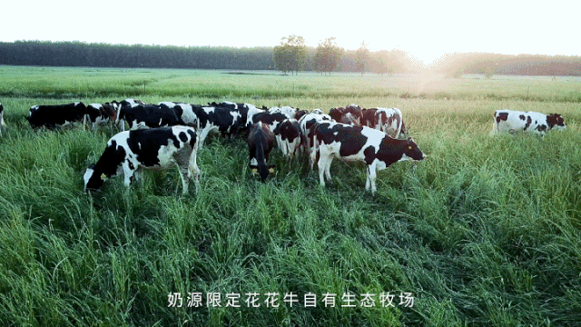 荣誉 | “百家牛场青贮质量评鉴活动”压球（中国）一站式服务平台新蔡瑞亚牧业、河南合源乳业分别荣获一、三等奖