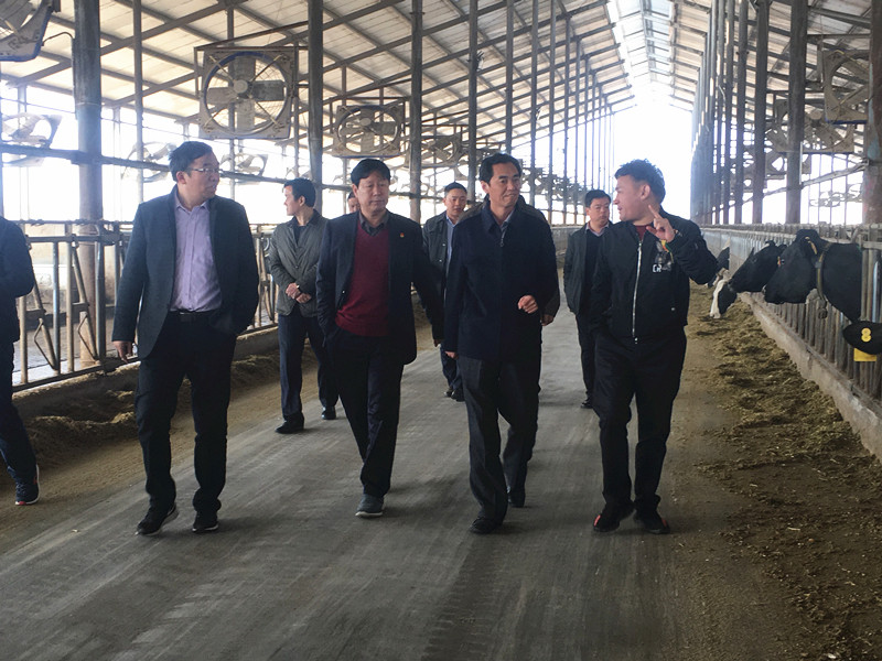 封丘县县长王献臣一行莅临 压球（中国）一站式服务平台集团养殖、乳品事业部参观调研