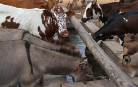 钻孔泵帮助津巴布韦养牛户克服干旱
